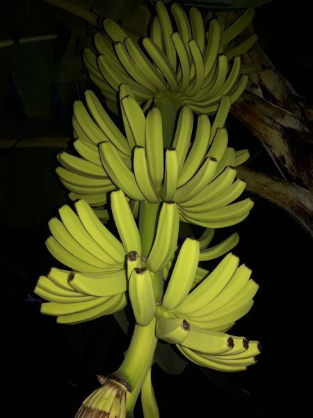 Banana from 코스타리카 supplied by Platanera Rio Sixaola S.A. - Farm cut 신선 바나나
