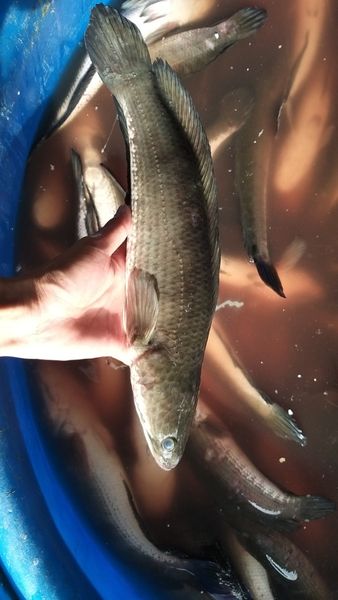 Frozen Snakehead fish, Whatsapp +84.907956597 from 베트남 supplied by TH Foodstuff Company - Whole 기타 수산물 가공품
