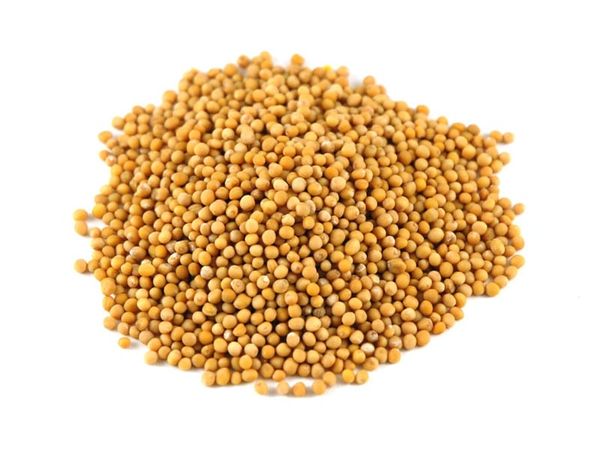 Mustard from 폴란드 supplied by ZAKLAD HANDLOWO-USLUGOWY ZUK-POL (ZUK-POL) - Seed 겨자씨