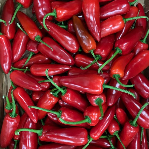 Chili Pepper from 네덜란드 supplied by Van Geest International bv - 빨간색 신선 고추