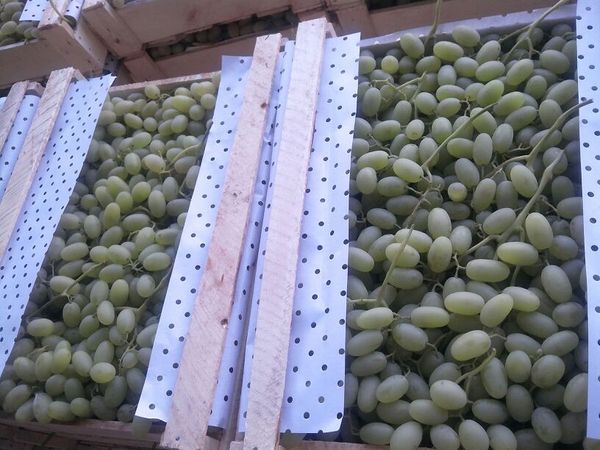 Grapes Husayni from 우즈베키스탄 supplied by BROAGRO LLC - Husayni (=Husaini) 신선 포도