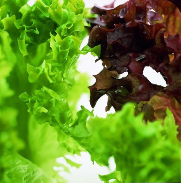 Lettuce from 벨기에 supplied by Gerdo - Multicolor 신선 상추