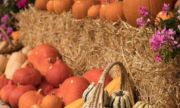 Pumpkin from Switzerland supplied by Hofladen Thürig - Orange Fresh Common Pumpkin