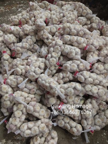 Garlic from China supplied by Jinxiang Fengsheng Imp. And Exp. Co., Ltd. - White Garlic - Pure Fresh Garlic