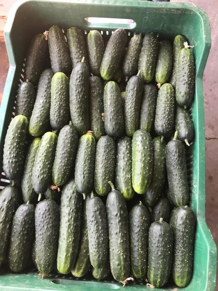 Cucumber from Turkiye supplied by Neva Fresh - Whole Fresh Cucumber