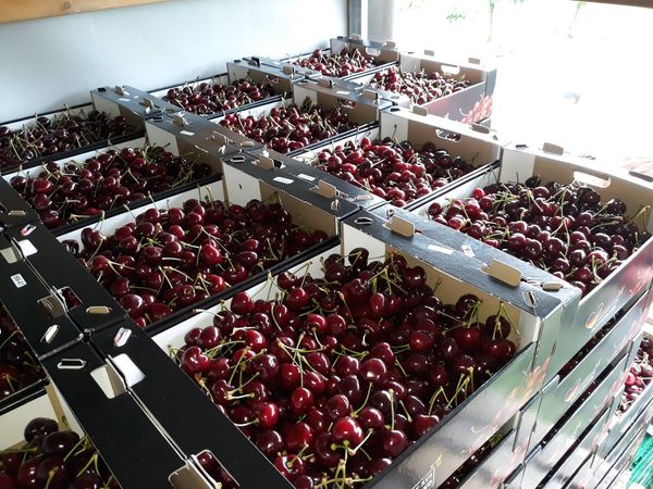 Cherry from 독일 supplied by Fahner fruit e. G. - Dark Red 신선 체리