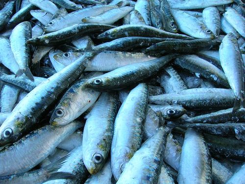 Frozen Sardinella from Morocco supplied by Biomeg3 Proteinas - Spanish Sardine (=Sardinella aurita =Round Sardinella) Frozen Sardine