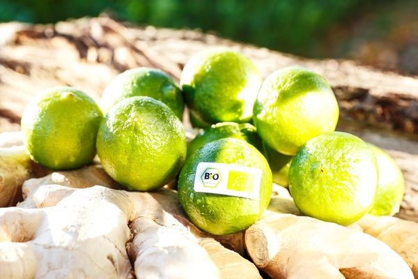 fresh lime from Germany supplied by Bivano Gmbh - Green Fresh Lime