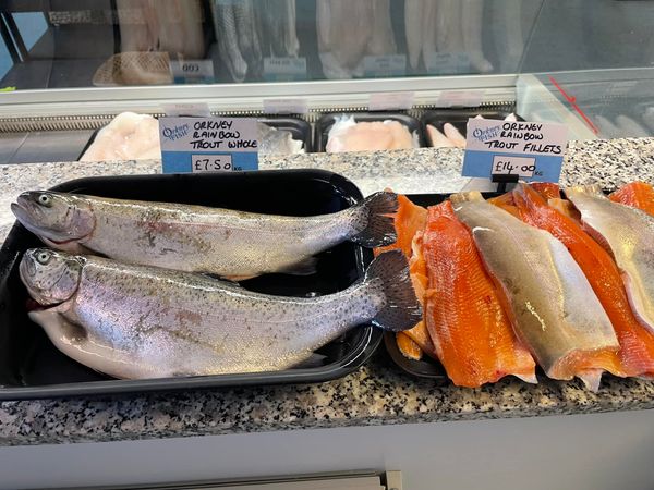 Fresh Trout from United Kingdom supplied by Orkney Fishermen’s Society - Fresh (=Chilled=Raw) Fresh Trout
