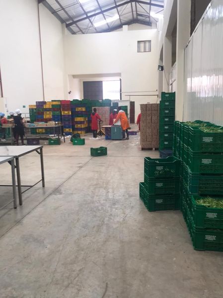 vegetable from 케냐 supplied by MID ONE SERVICES LIMITED - Green 클러스터콩