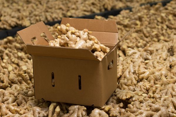 Ginger from 페루 supplied by Agricola Nuestra Tierra S.A. - High Quality 통생강