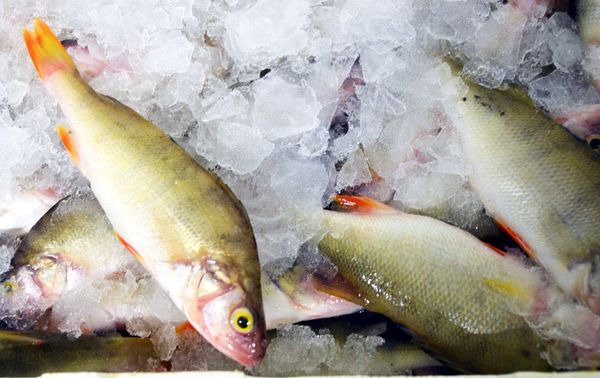 Fresh Perch from Italy supplied by Gruppo Gene - Fresh (=Chilled=Raw) Fresh Perch