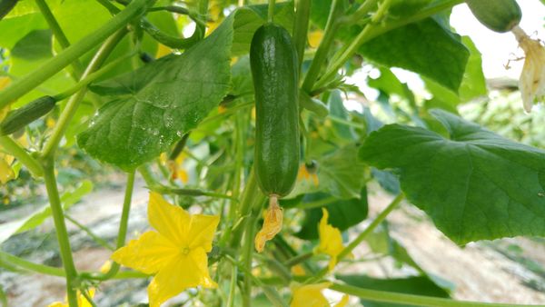 Baby Cucumber from 이스라엘 supplied by Dvine Growers - Baby Cucumber (=Snack Cucumber=Mini Cucumber) 오이 가공품