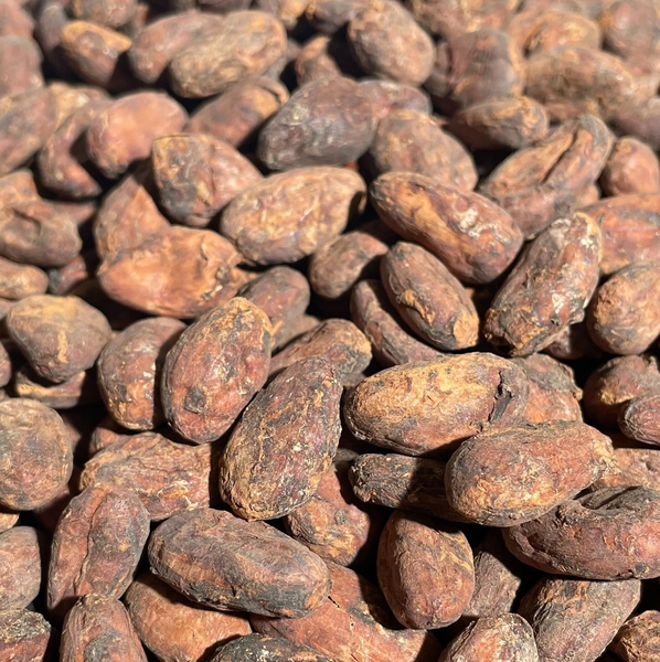 cocoa beans from Tanzania supplied by Matumika Company Limited - Whole Cocoa Bean