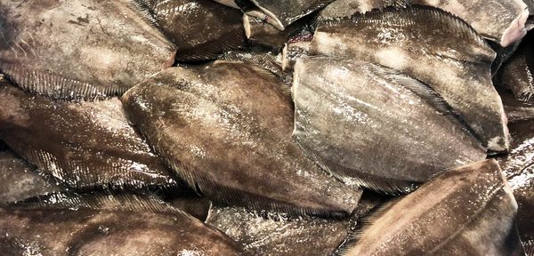 Greenland Halibut from 독일 supplied by F&F Fisch und Feinkost - Greenland Halibut (=Reinhardtius hippoglossoides =Greenland Turbot =Black Halibut =Blue Halibut =Lesser Halibut) 냉동 준치