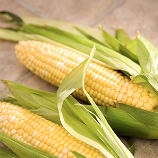 Corn from Russia supplied by LLC Avangard-Agro-Trade - Whole Corn Maize (Corn)