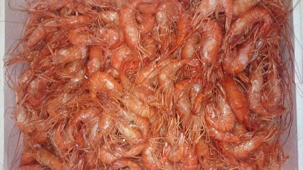 Shrimp from 포르투갈 supplied by Friguarda - Produtos Congelados, Lda - Shell On (=Unpeeled) 냉동 새우