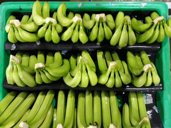 Organic Bananas from Chile supplied by Verfrut - Large Fresh Banana