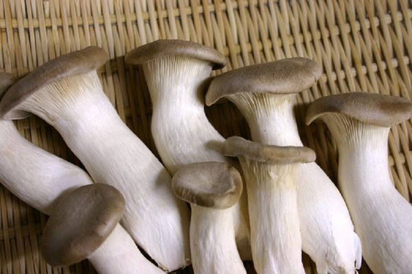 boczniak mikołajkowy from 폴란드 supplied by Limax Sp. z o.o. - Fresh (=Chilled) 신선 새송이버섯