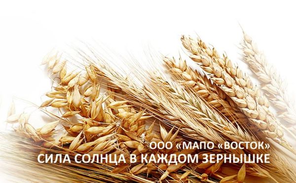 Grain from 러시아 supplied by LLC Mapo Vostok - 기타 곡물 겨