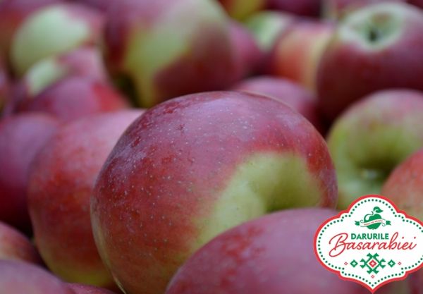 Fresh Apple from 몰도바 supplied by Darurile Basarabiei SRL - Baugene Malus 신선 사과