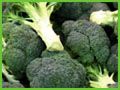 Broccoli Florets from 그리스 supplied by VAKKAS, JOHN, & CO. OE - Green 신선 브로콜리 꽃
