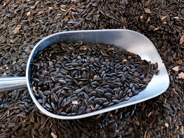 Sunflower Seed from Italy supplied by Molino Boschi Srl - Shelled Sunflower Seed