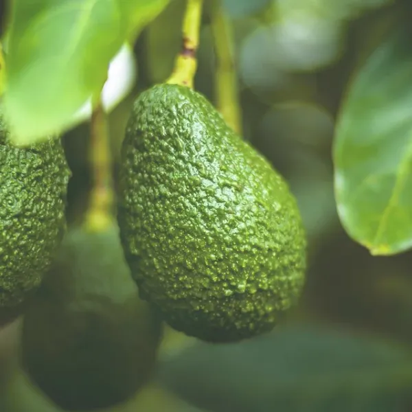 Avocado from South Africa supplied by Halls - Green Fresh Avocado
