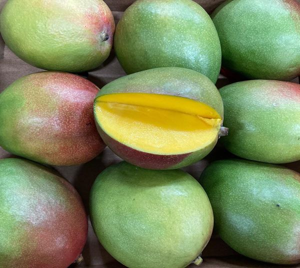 Mango from 네덜란드 supplied by Lukassen AGF - Whole 신선 망고
