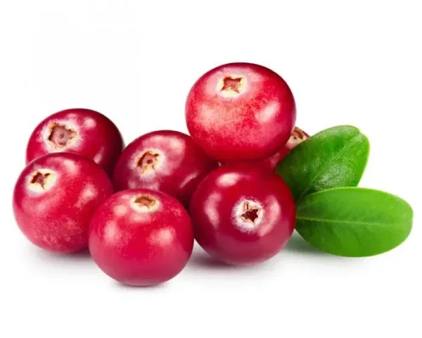 Fresh Cranberry from 멕시코 supplied by Hortifrut-Aba, S.A. de C.V. (Hortifruit Mexico) - Conventional 신선 크랜베리