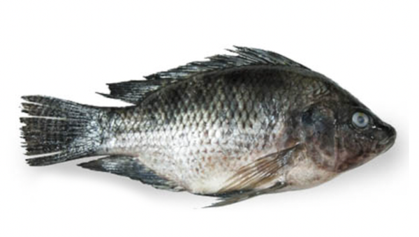Tilapia from 방글라데시 supplied by BD Seafood Limited - Whole (=In The Round) 냉동 틸라피아