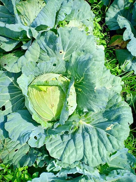 Cabbage from 인도네시아 supplied by PT. Medan Alam Sentosa Indonesia - Cylindrical (2.1-3.2 kg) 신선 양배추