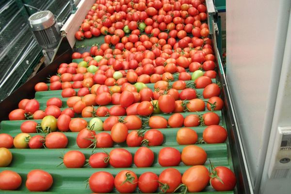 Fresh Tomato from 독일 supplied by Gemüsering Südhessen GmbH - Other - Loreto 신선 토마토