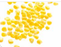 Sweet Corn (Maize) from 벨기에 supplied by PASFROST - Sweet Corn (=Saccharata) 옥수수