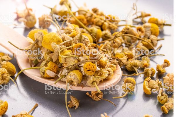 chamomile from Egypt supplied by Khairat Baladna Co - High Quality Herbal Tea