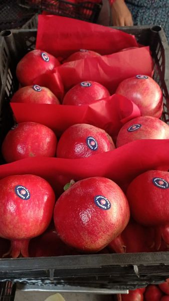 Pomegranate from 이집트 supplied by Alharameen for export&import - Size: 14-16 pieces 신선 석류