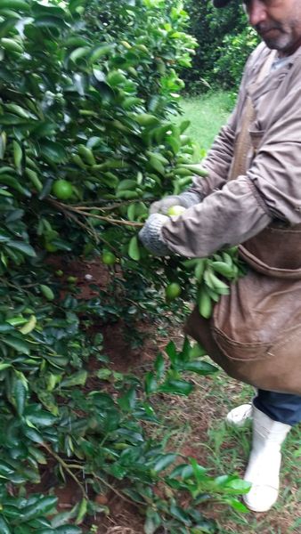 Lime from 브라질 supplied by Duppre Vettor - Bulk (Bulk in Container or Bulk in Vessel) 신선 라임