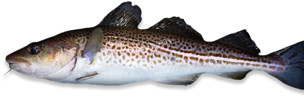 Cod from 러시아 supplied by LLC Nord Piligrim - Fresh (=Chilled=Raw) 신선 대구