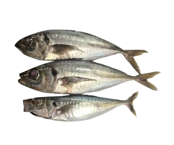 Horse Mackerel from Oman supplied by Pelagic Fisheries Trading - Fresh (=Chilled=Raw) Fresh Mackerel