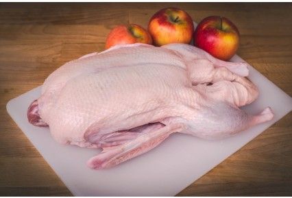 Fresh Turkey Meat from 이스라엘 supplied by Meat Net - Female 칠면조고기