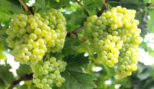 seedless grapes from 튀르키예 supplied by Halderseafood - Fresh (=Chilled) 신선 포도