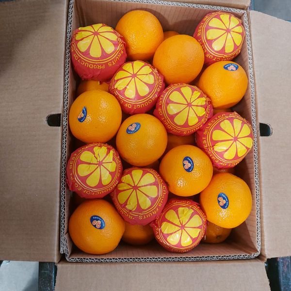 Orange (Navel,Valencia) from 이집트 supplied by Alharameen for export&import - For juice 신선 오렌지