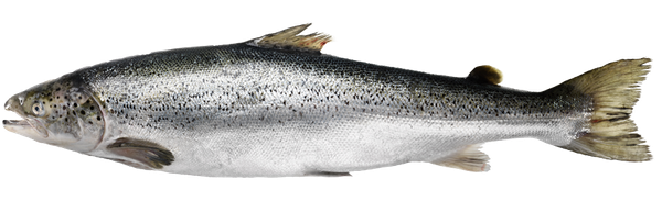 Horse Mackerel from 영국 supplied by MARDON PLC - 대서양 전갱이 냉동 고등어