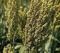 Grain Sorghum from 남아프리카공화국 supplied by Allied Seed - Whole 수수