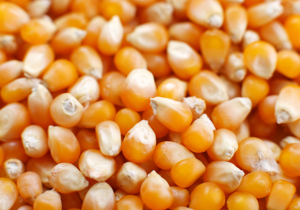 Dry Corn from 인도네시아 supplied by Agro Raya Nuswantara - Seco (=Dry Corn) 옥수수