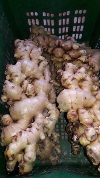 Fresh Ginger from Indonesia supplied by PT. Prabawana Lestari - Fresh (=Chilled) Whole Ginger