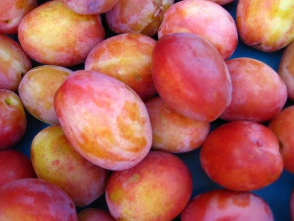 Plum - Reine Victoria from 네덜란드 supplied by Stoker Vogelaar - Purple 신선 자두