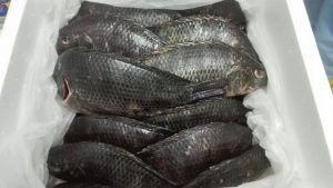 Black Tilapia from 콜롬비아 supplied by Comepez S.A. - With Bone 냉동 틸라피아
