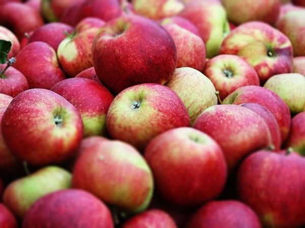 Fresh Organic Apple from Ireland supplied by Con Traas - James Grieve Fresh Apple