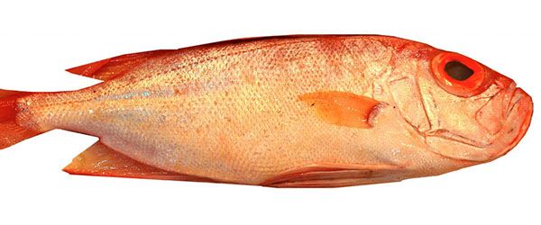 Red Fish from 영국 supplied by Thomson International (Fish Sales) Ltd - Whole (=In The Round) 냉동 레드피쉬